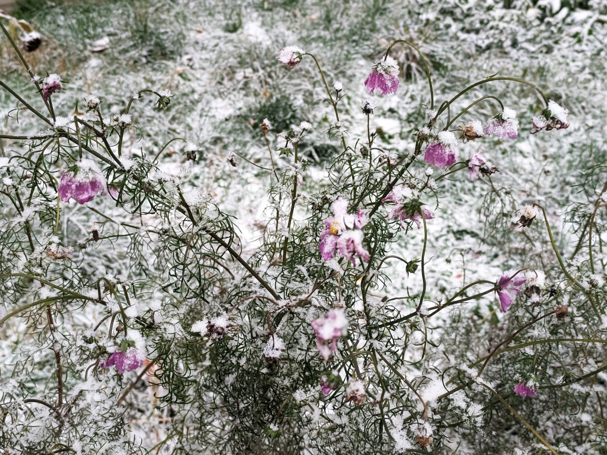 e2afdced-6635-4e4e-adda-a431c06e0b30