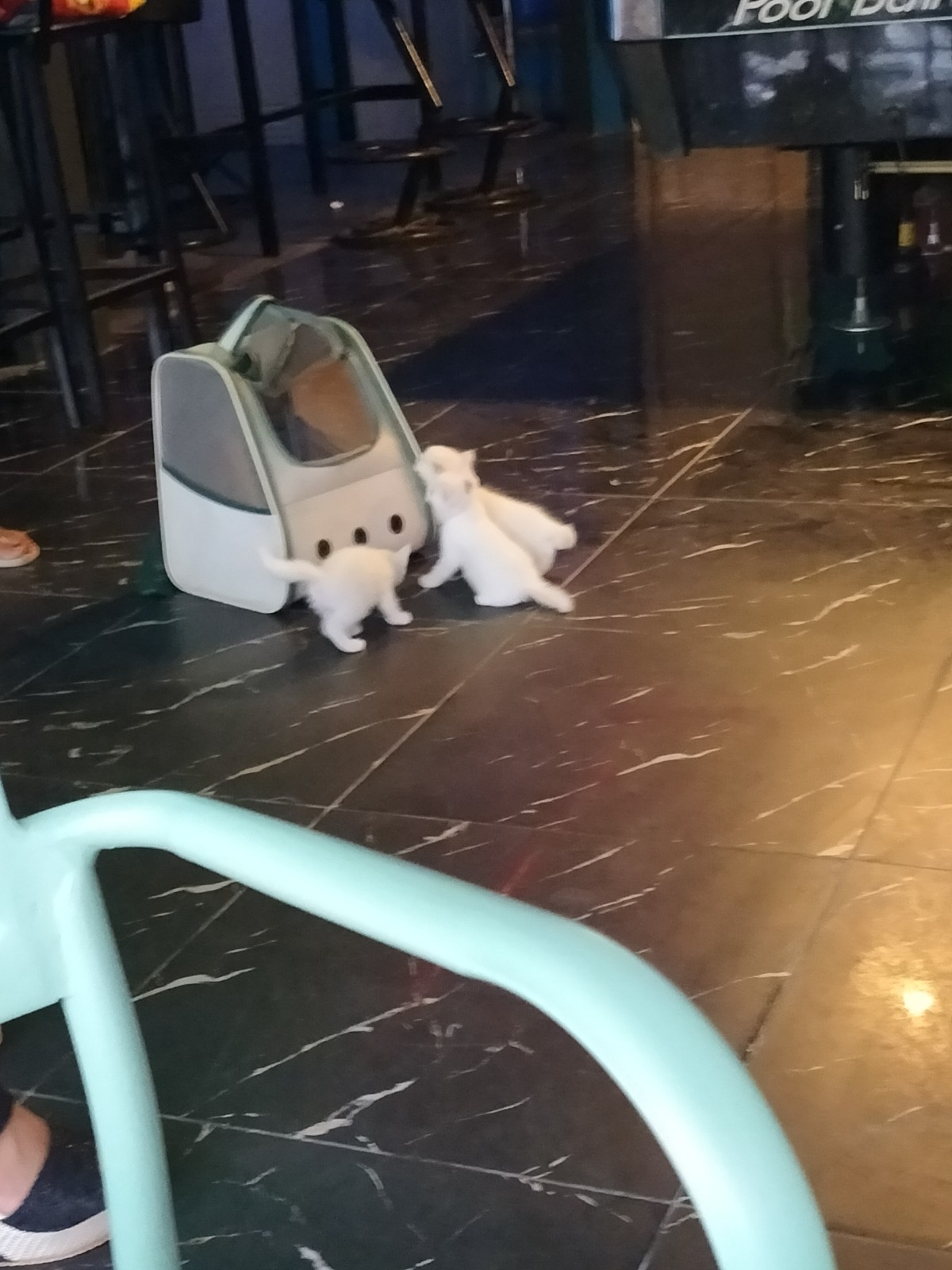 a52314e8-b0c5-497d-8923-936ddfcb5587