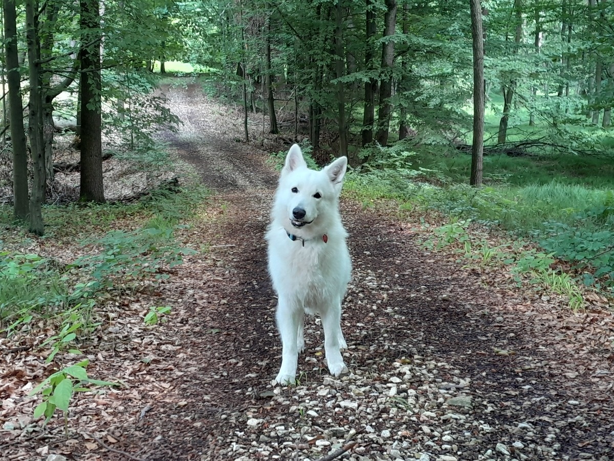 da2c981c-610c-4ddc-ba50-529b028998b5