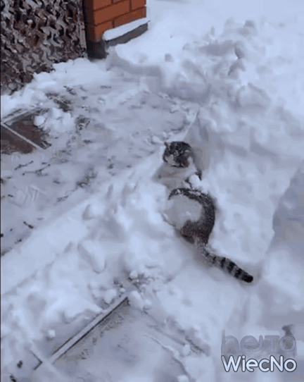 82f13a40-806a-414d-94e0-17b8f15a925a