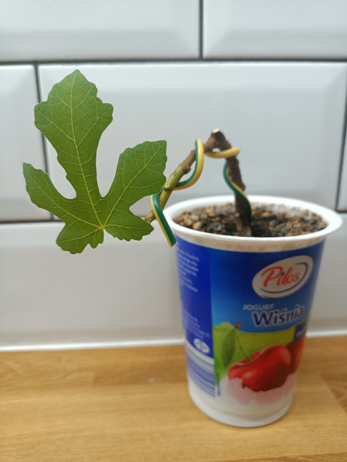 3c096ebd-4077-407f-8803-f728df750ef6