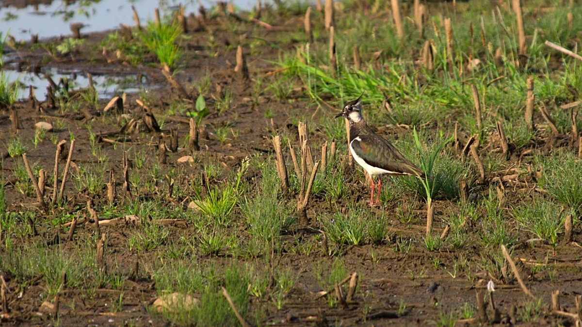 1116db9e-d2e7-40f0-a1cd-8c481f80ead0