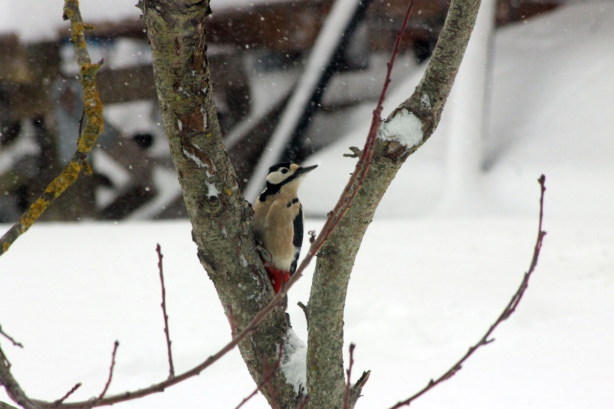 33c035d5-7dd8-4360-bdaa-dd618011fbc3