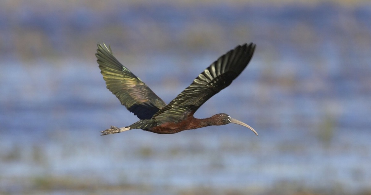 Ibis kasztanowaty pojawił się w Polsce