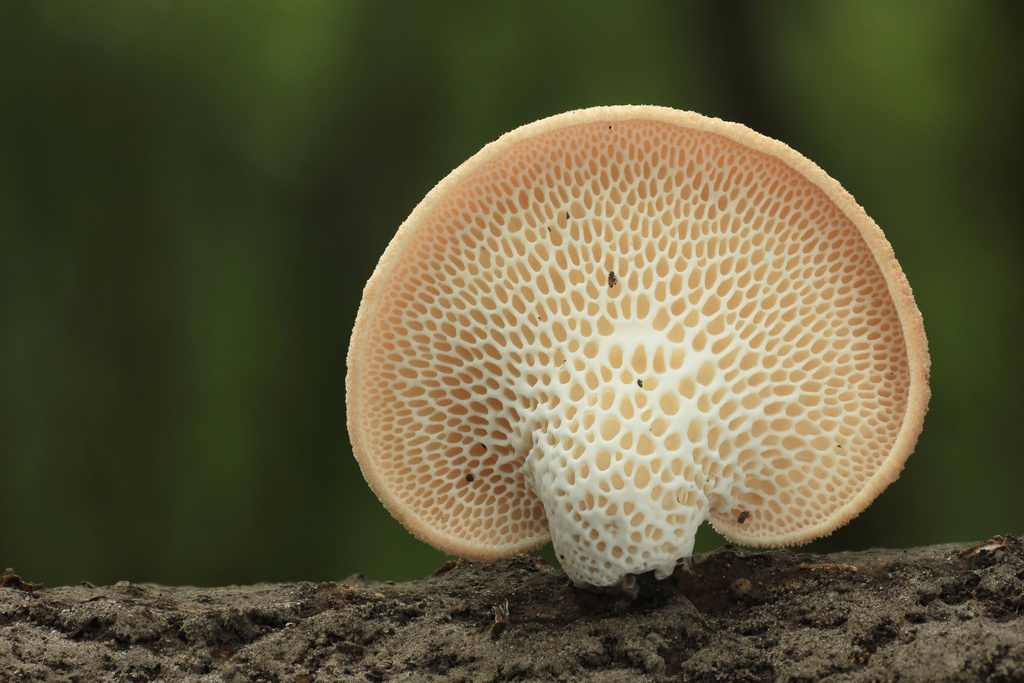 bcb68812-c93a-4de8-8ef3-23a7fdd27bf3