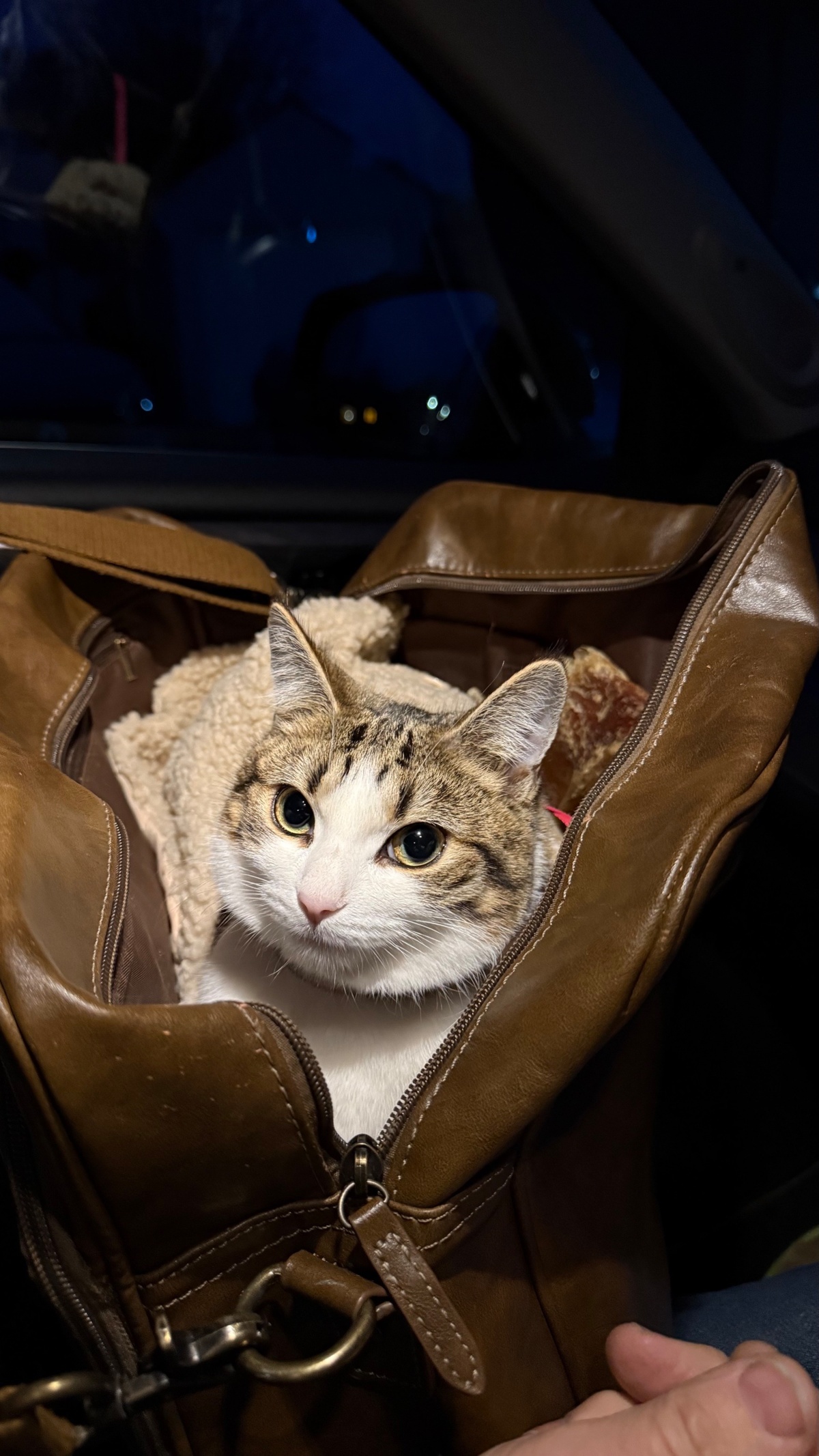 e2b181f4-189f-47bc-b57f-101483a2dafa