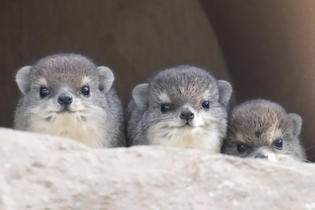 9059cced-90f6-4561-b967-d701584a756a