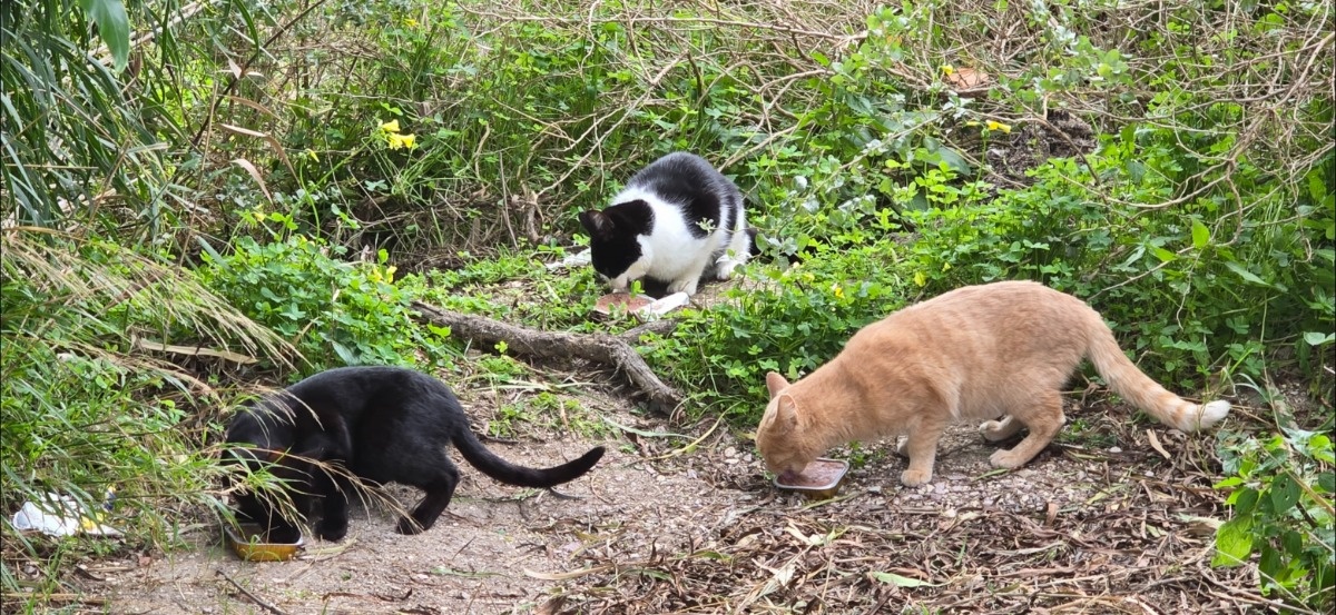 06ec0931-7ab2-4e05-b912-6800111c97f3