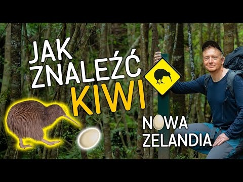 Dziobnięty w buta przez nielota - czyli w poszukiwaniu Kiwi