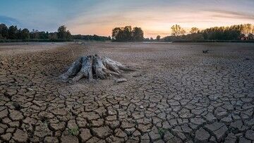 Głód na Madagaskarze: ludzie jedzą liście kaktusów