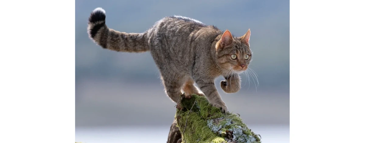 Żbik może wrócić do tych lasów po ponad 100 latach