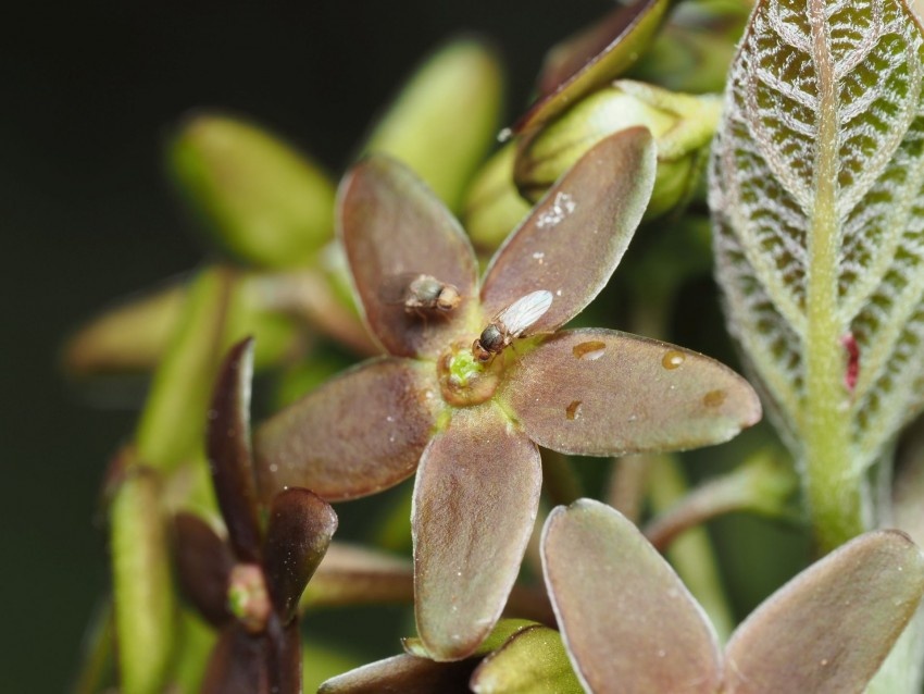 Roślina naśladuje ranną mrówkę, by przyciągnąć kleptopasożytnicze muchówki