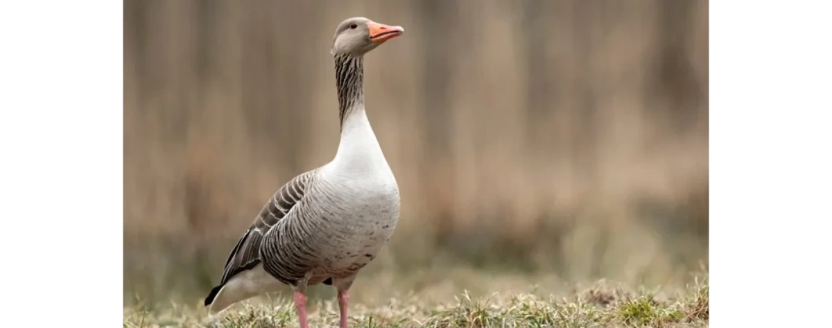 Odważne gęsi częściej zostają przywódcami stada niż agresywne