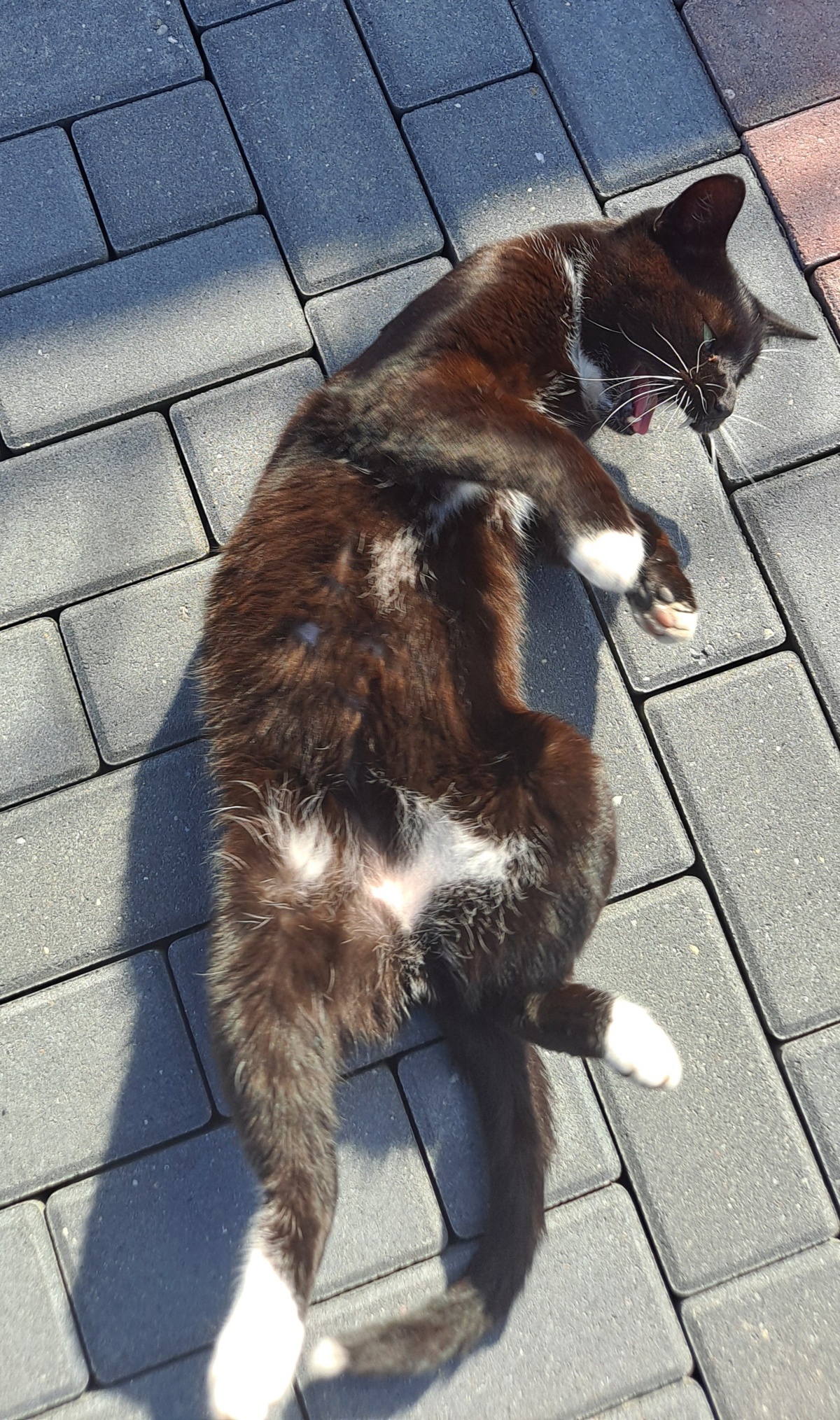 0972dad8-29f9-4502-932b-46d4de115a65