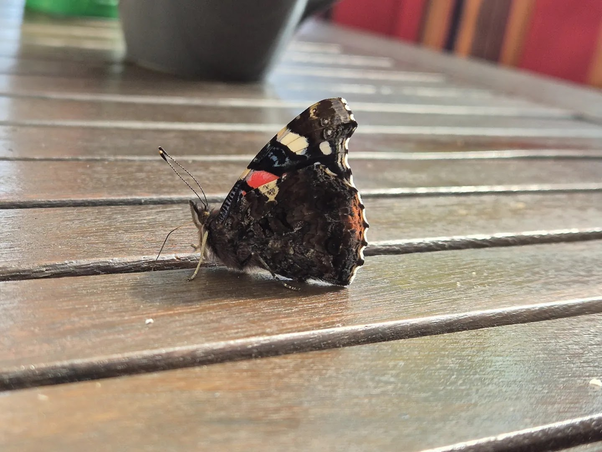 e2d23b6a-bce1-4a3a-9de7-b415c0f2f95a