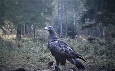 Karpaty: 13 orłów przednich opuści gniazda