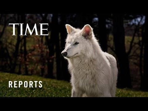 No Longer Extinct? Colossal Biosciences' Dire Wolf Project