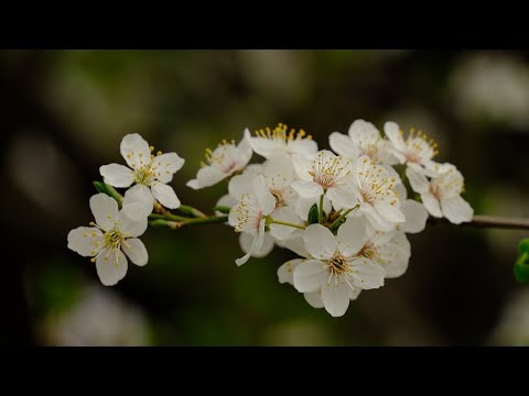Relaksująca Muzyka Głęboko Uspokajająca Nerwice