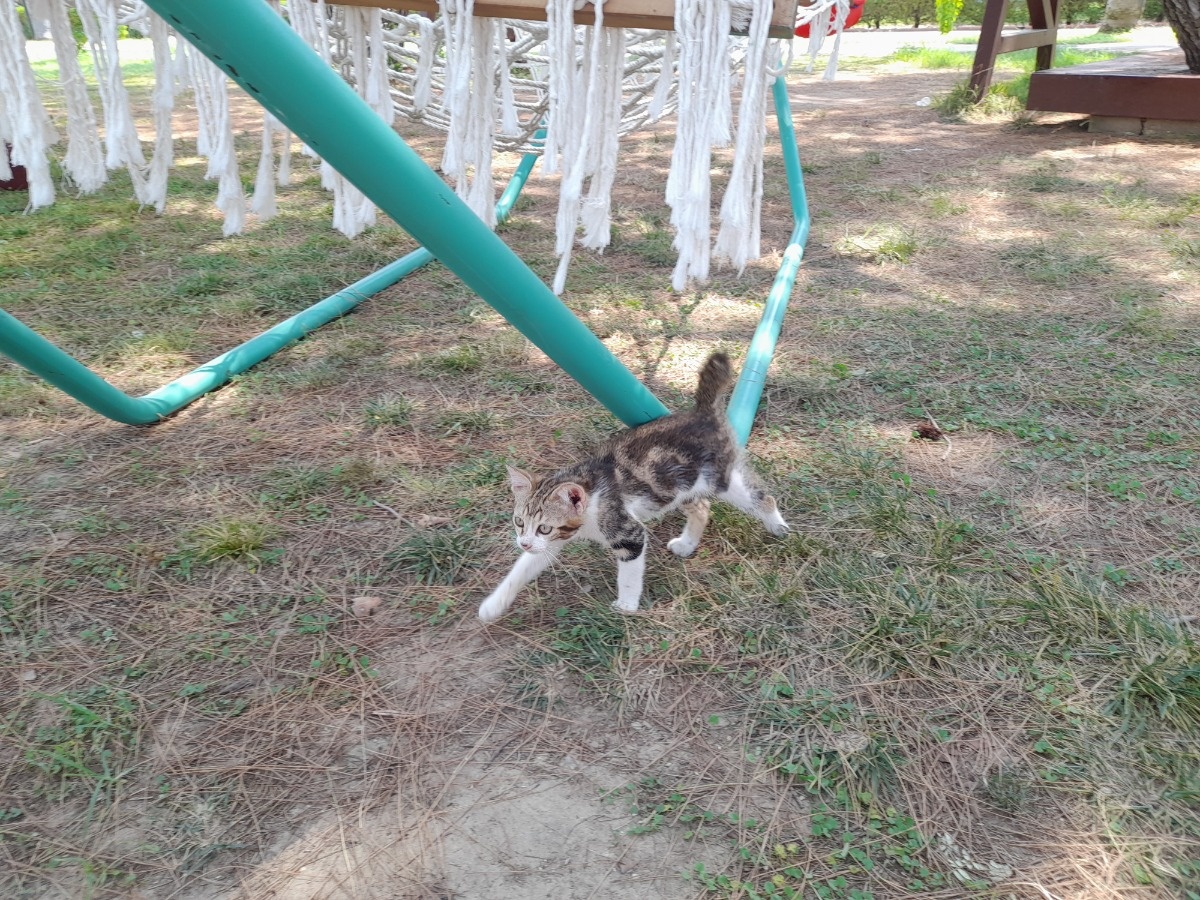 e9fa4feb-4254-4100-b16e-e2db54a3ef17