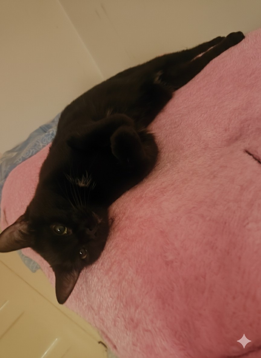 4aa05b6a-67c1-4795-98ae-7b8c68881bf9