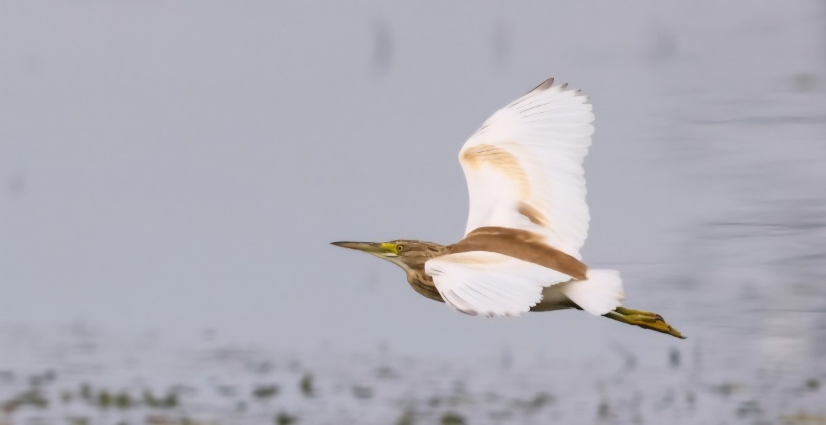 Ornitologiczna ciekawostka w Książu Wielkim - czapla modronosa