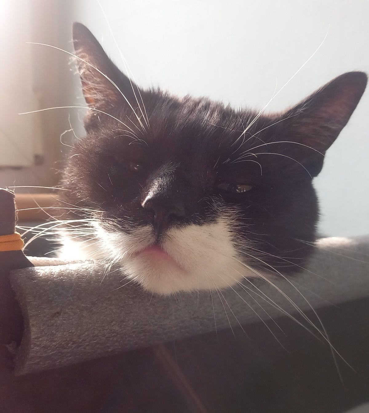 afd93c89-cc6f-4c95-b5e0-c7e7f3a87df6