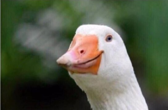 5852e873-2683-4683-bacb-e2516fe2002b