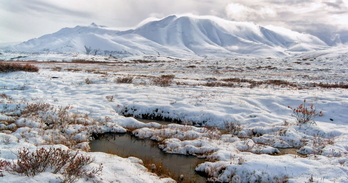 Arktyka ociepla się do 4 razy szybciej niż reszta świata. Mieszkańcy tundry zagrożeni