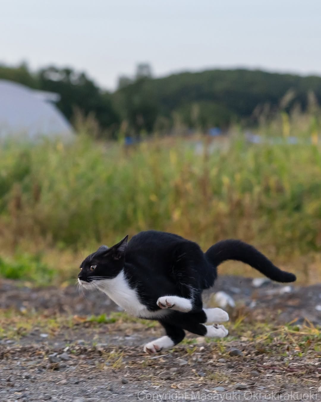 3d1756d3-cd1f-4009-8497-d36a00326596