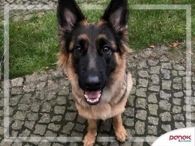 Pies został w bagażniku wynajętego auta