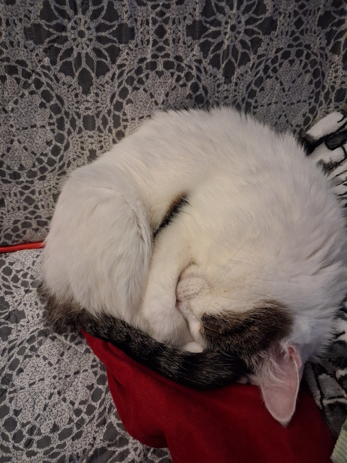 deb6e451-6ed9-4977-9356-09b61cb5d9b6