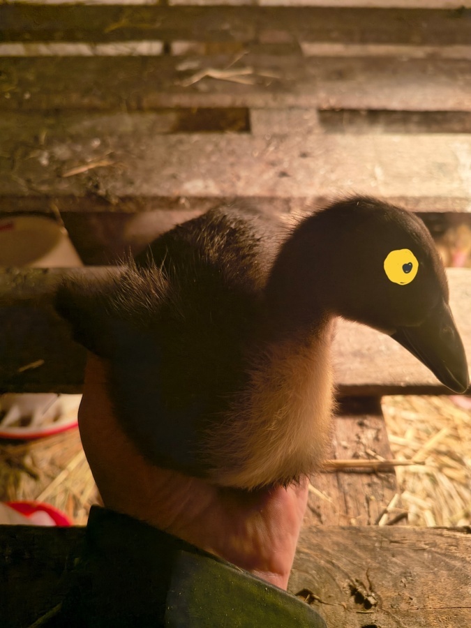 c6884d1c-1f2e-4d76-83fc-03e00cda358d