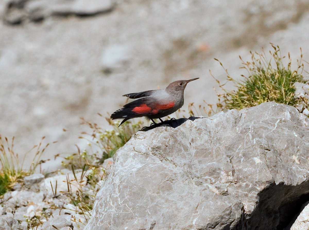 O pomurniku słów kilka