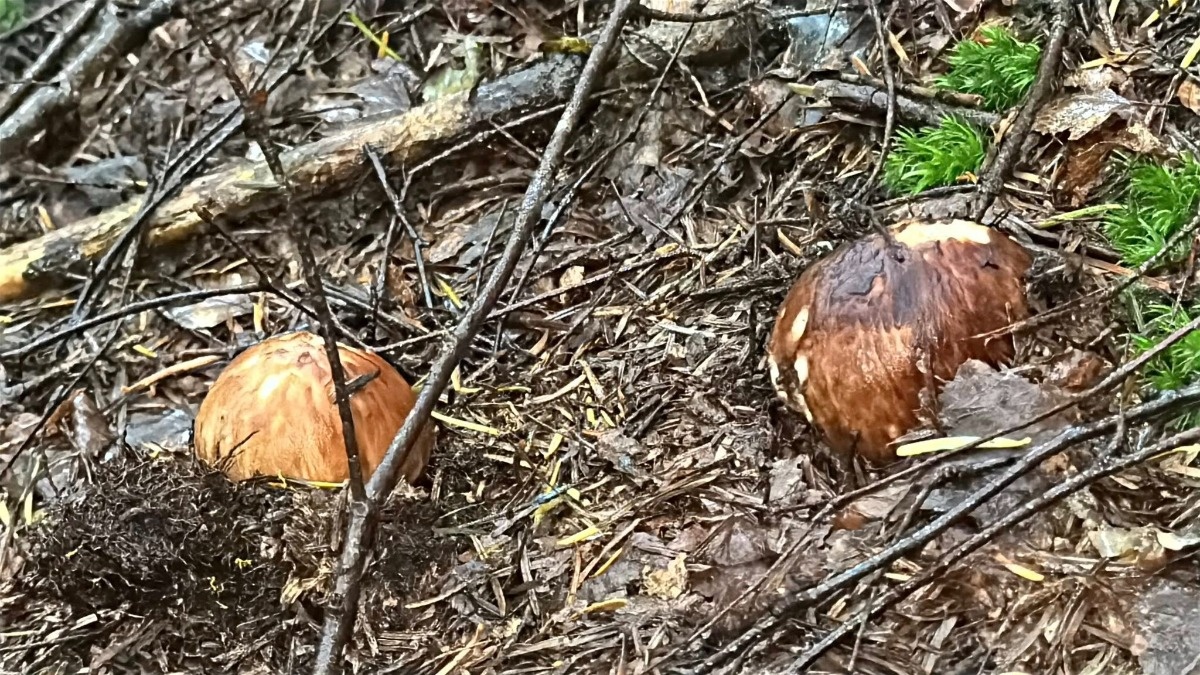 1fdcfead-336c-46a6-9882-09e66d1a318b