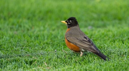Tajemnicza choroba ptaków w USA. Wśród objawów drgawki
