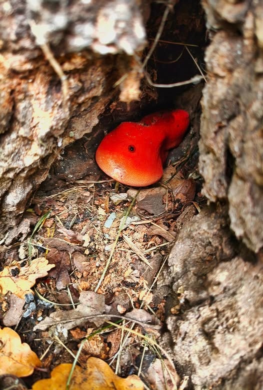 a17ca9e0-1114-42fd-906a-1a10c054798a