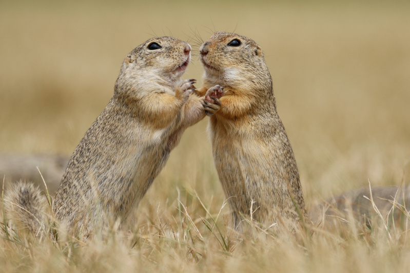 Witaj w domu, susu! 😘😘😘