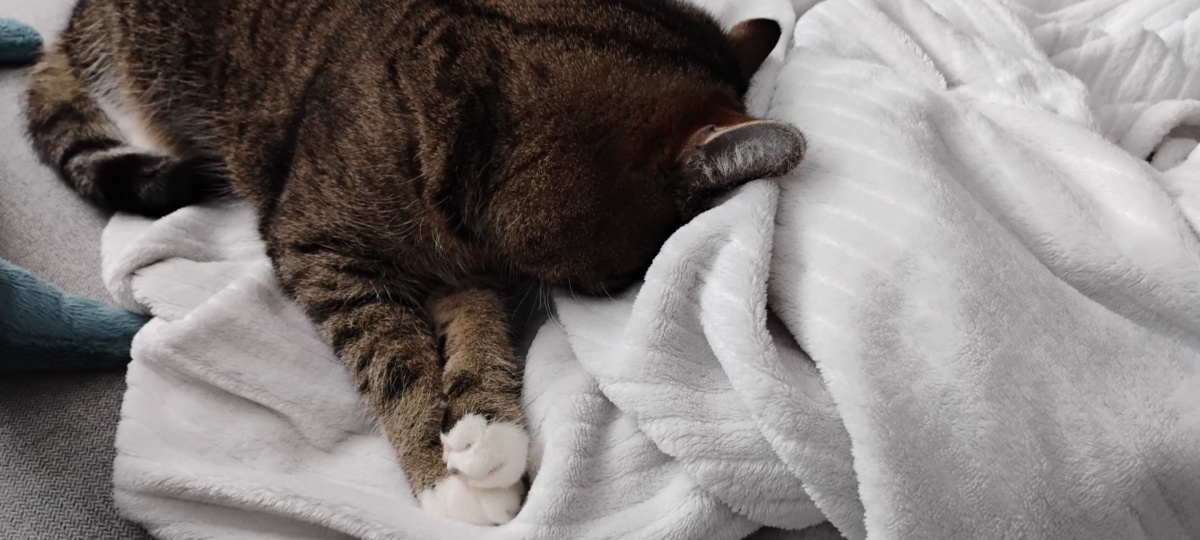 254488ab-4e11-42d2-a636-3ea387730ef9