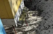 Tysiące martwych pszczół w Wielkopolsce. Zostały otrute