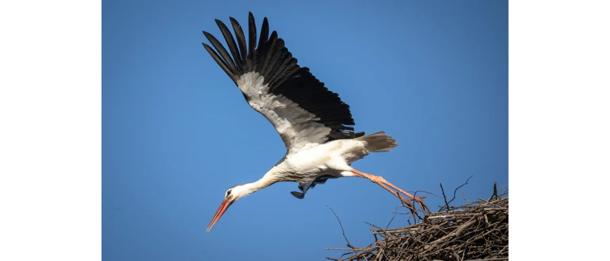Ile bocianów żyje w Polsce?