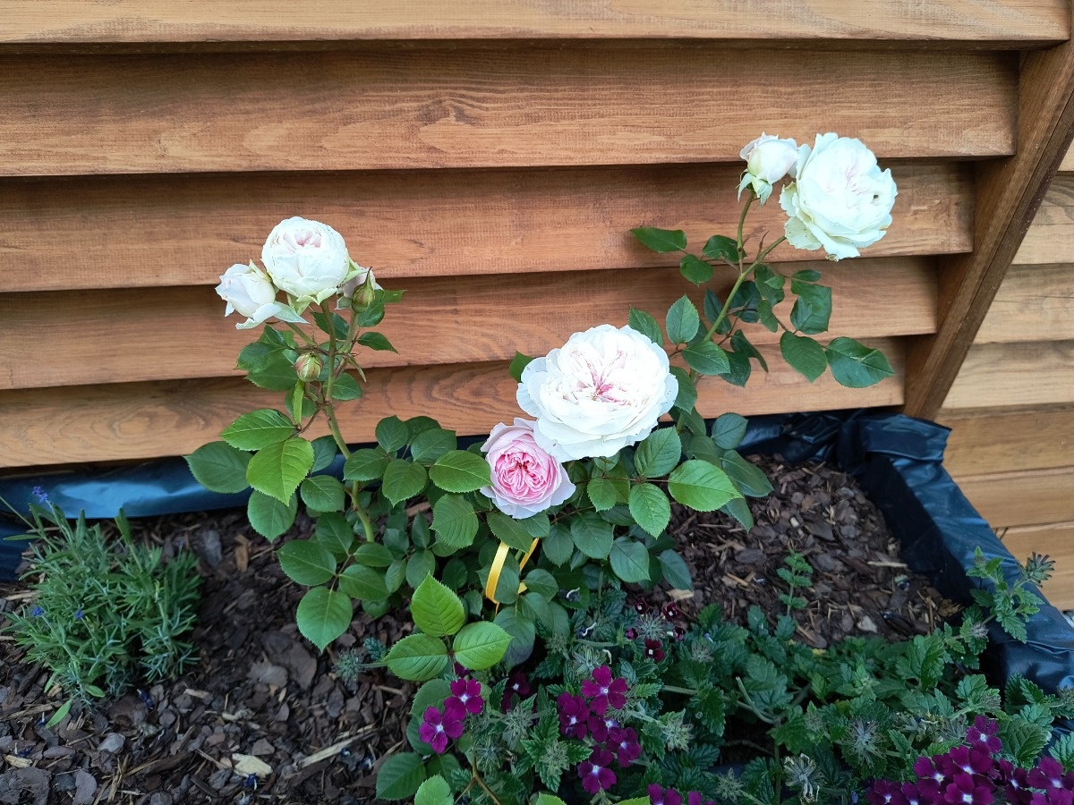 ce0f78c7-719d-4885-9bdc-45c10018066a