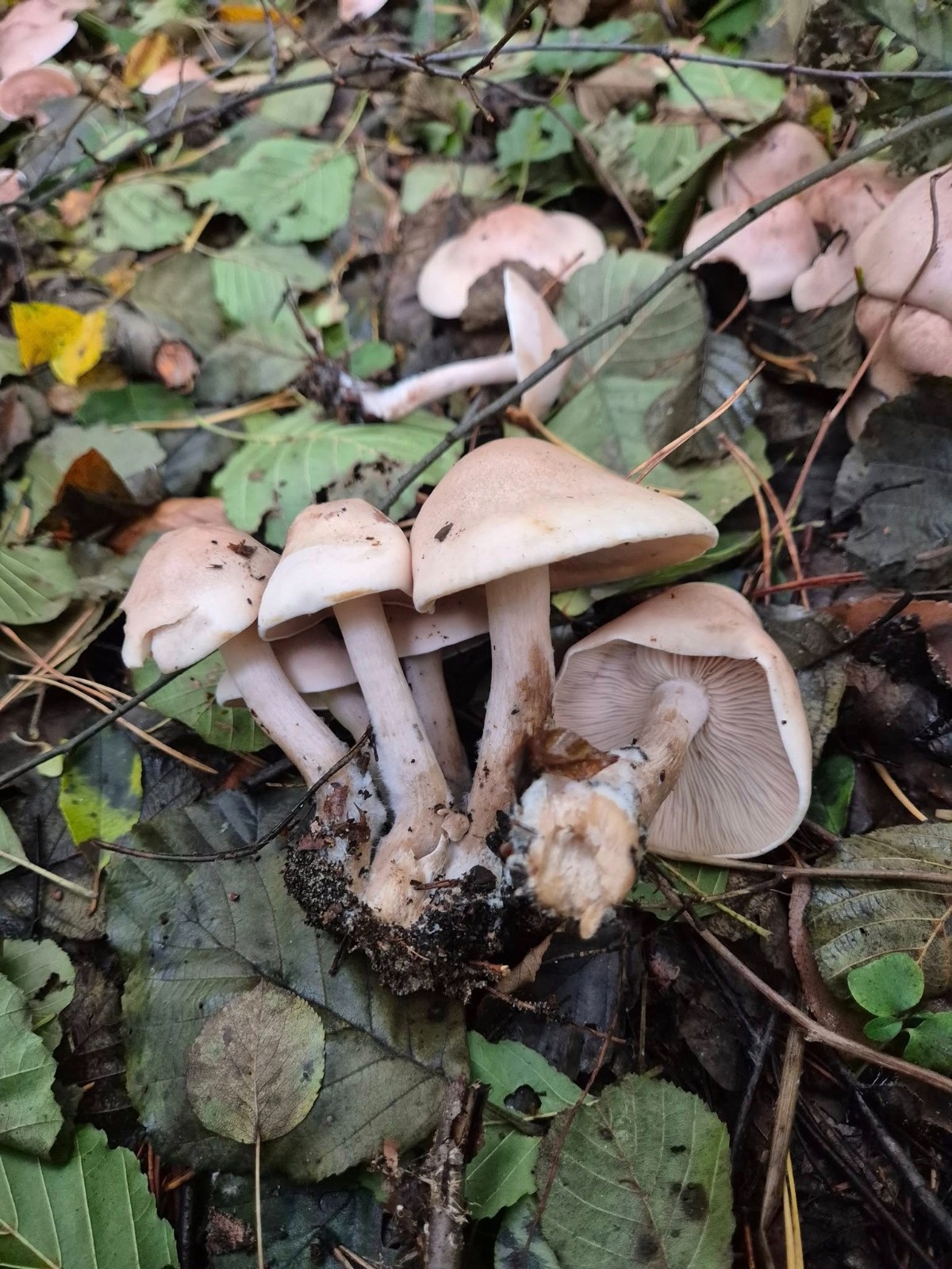 464198ff-cdf2-4e18-ada4-2c58eebe1d38