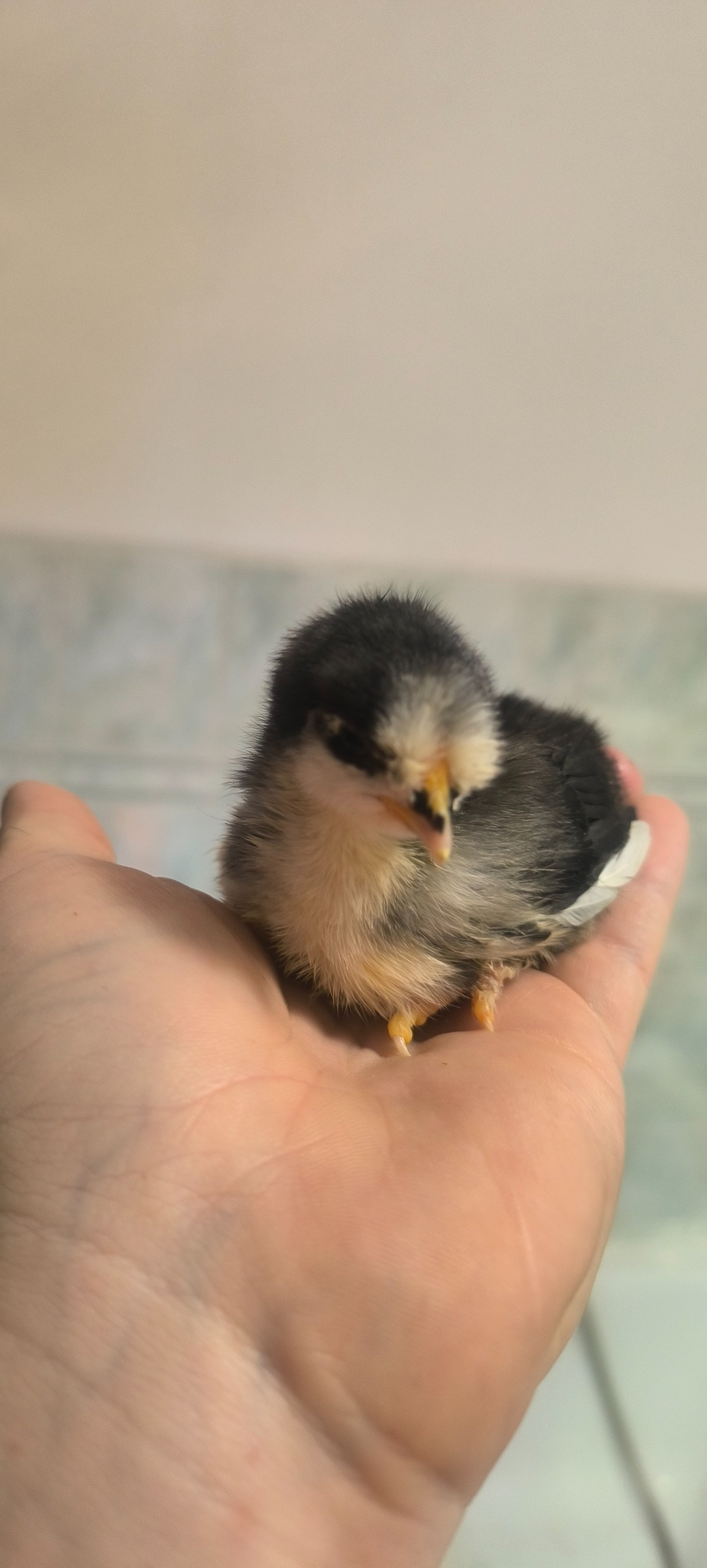 b1190e55-c814-40b1-8a96-3f853b38915e