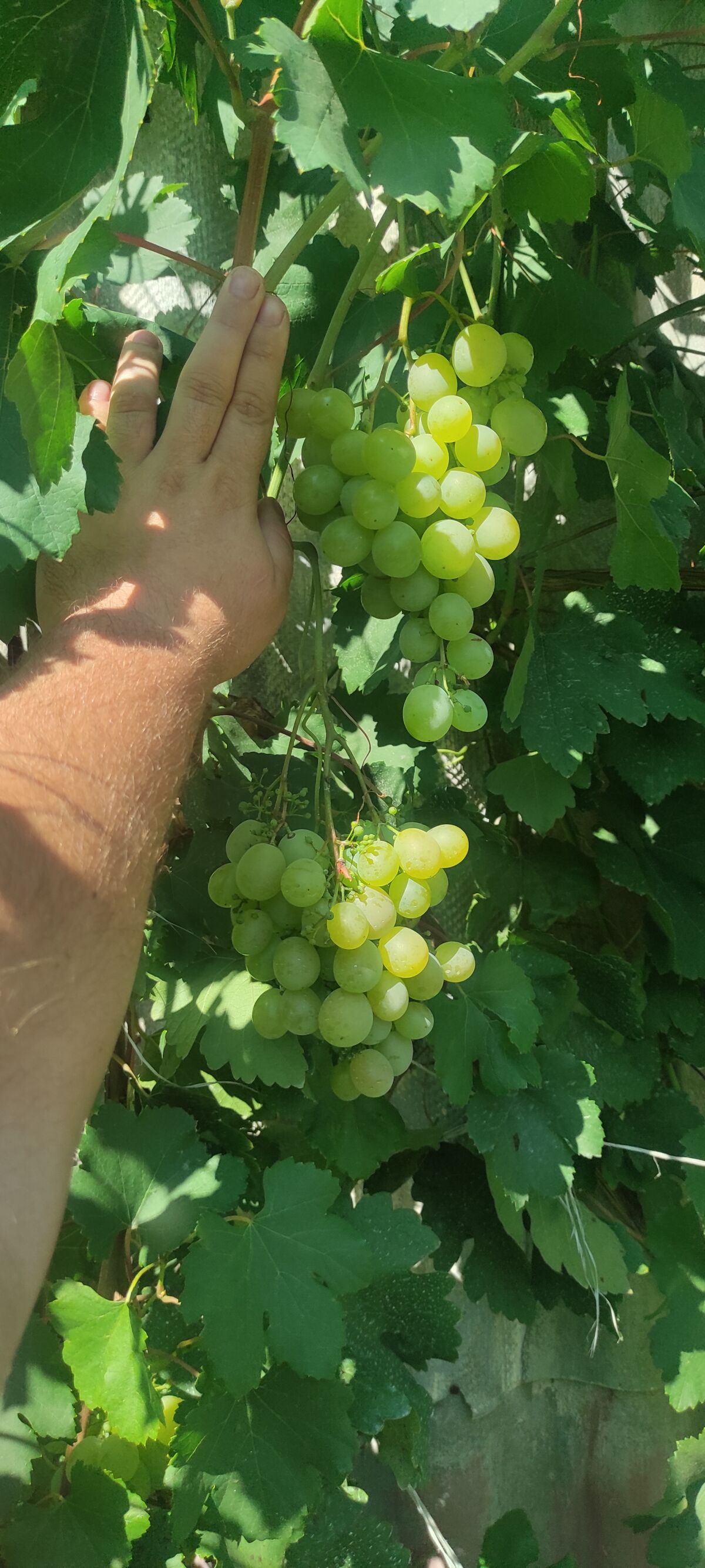 a8ccacaa-d3f5-4b95-8a78-72d5ccac4a4c