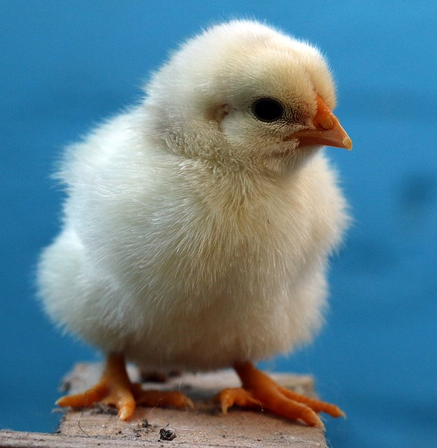 48076415-9086-49b7-bec4-63e7d47cc91d