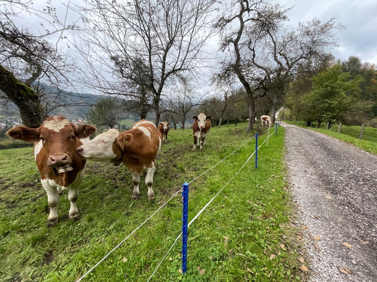 e80619d2-e0f9-4e98-8440-0ead6a9b64fd