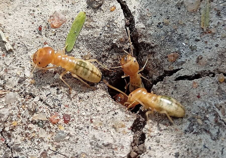 Larwy much żyją incognito wśród termitów i korzystają z ich zasobów