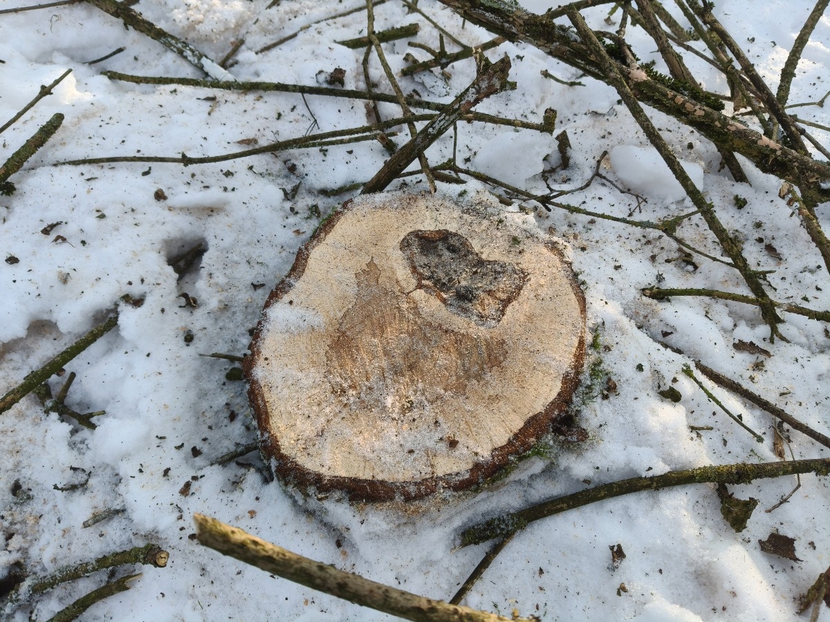 d8ac7562-0e3d-4824-8318-409c03db914c