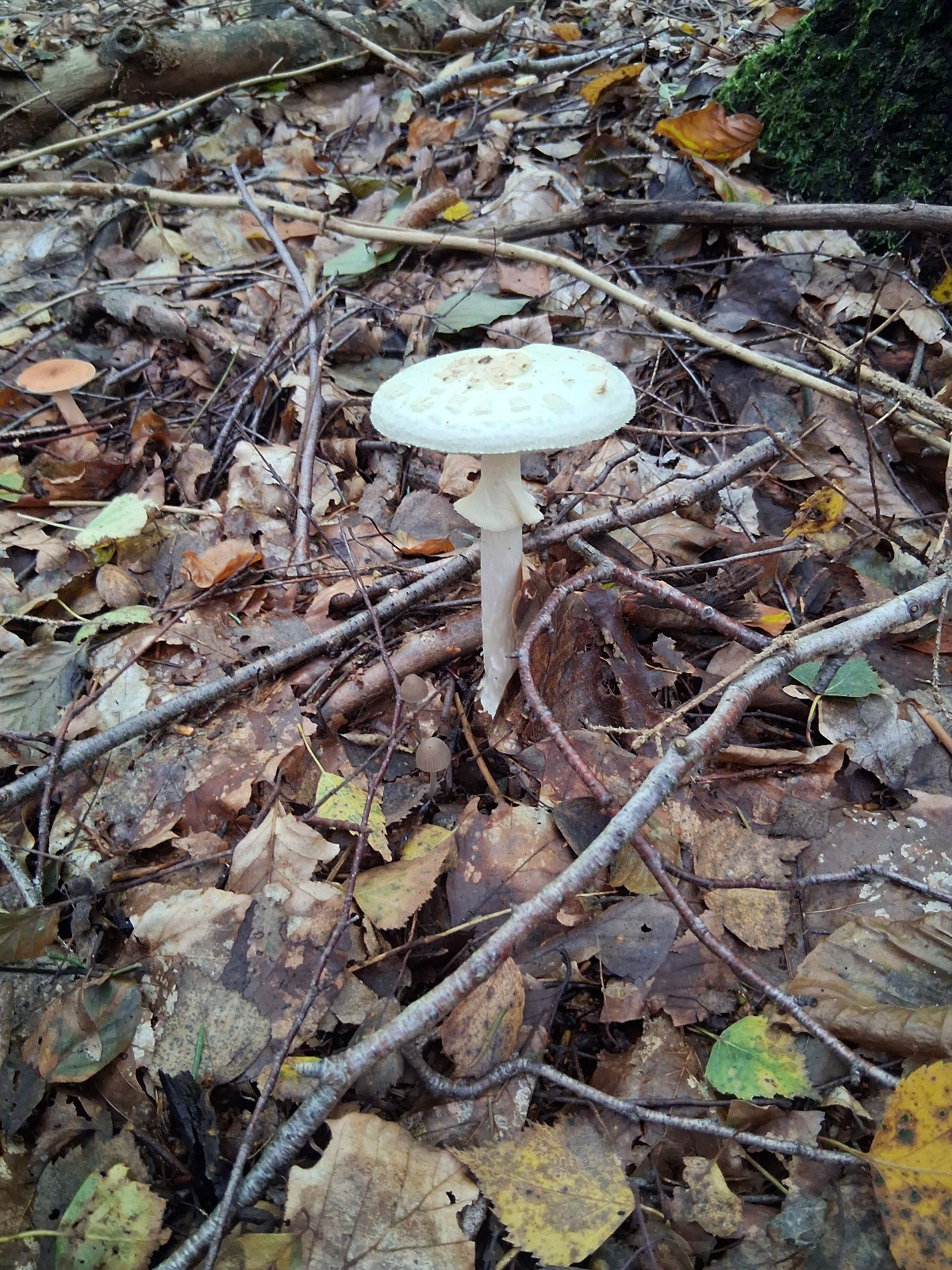 441441b7-7244-4a46-9e6a-22a656bb129e