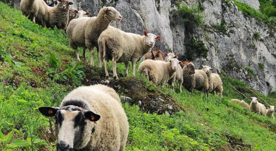 Owce i kozy znowu posłużą jako "ekologiczne kosiarki" w Ojcowskim Parku Narodowym